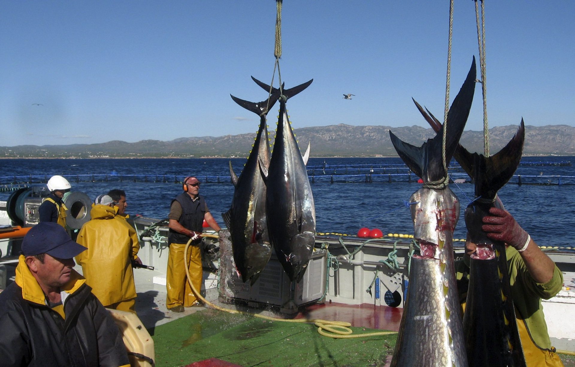 Plan de pesca del atun rojo de 2024 impulsa nuevas