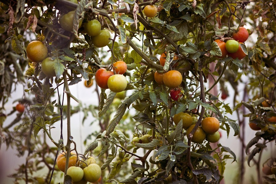 Precios de tomates en Paraguay alcanzan niveles record por contrabando