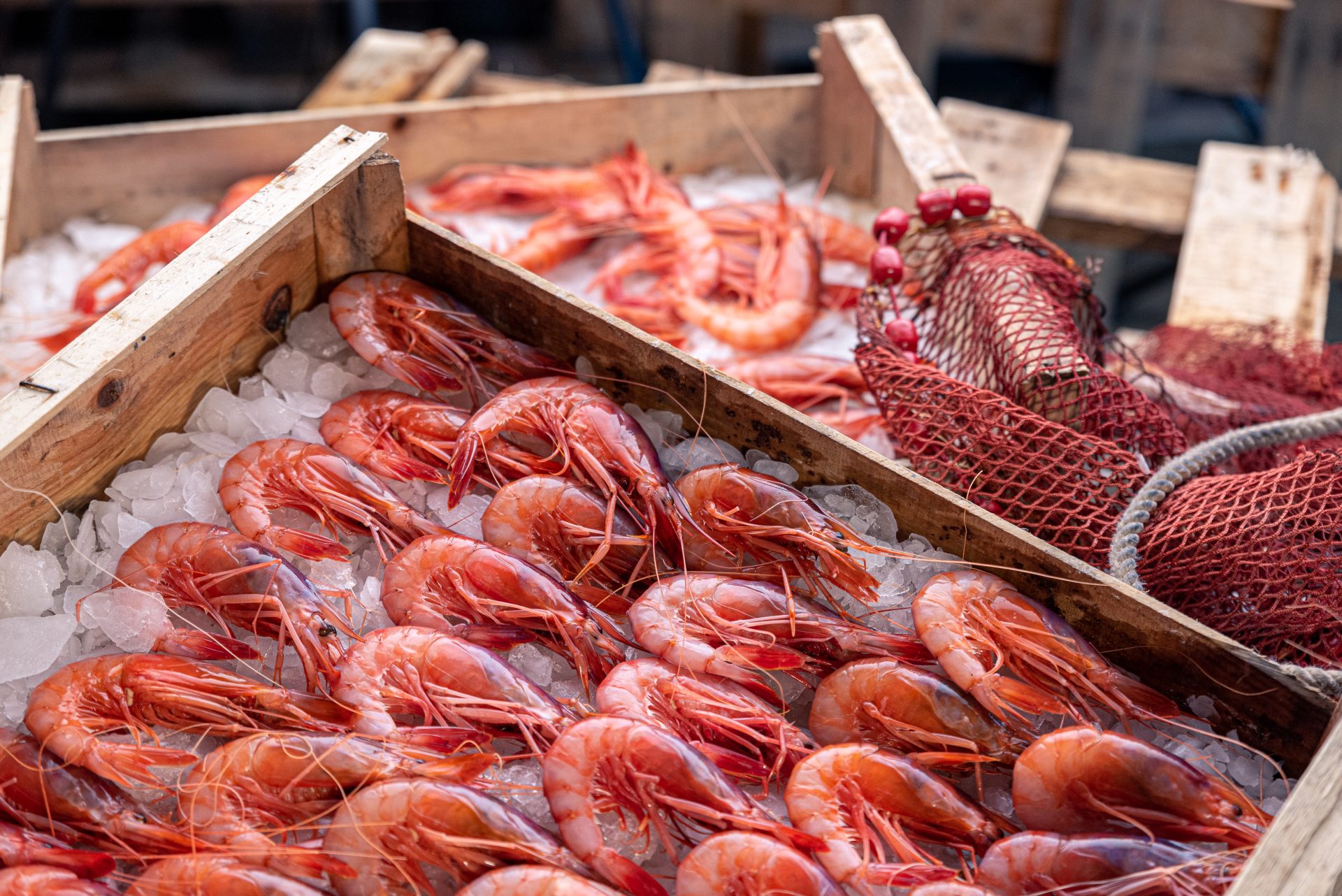 Almeria presenta la nueva marca de Gamba Roja focalizando sus
