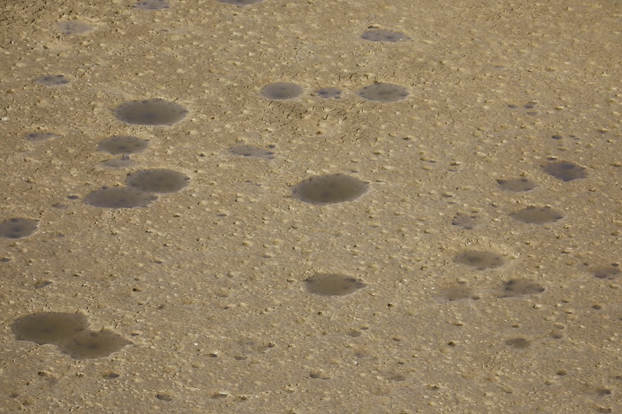 Asaja COAG y Cooperativas instan al MAPA a una convocatoria