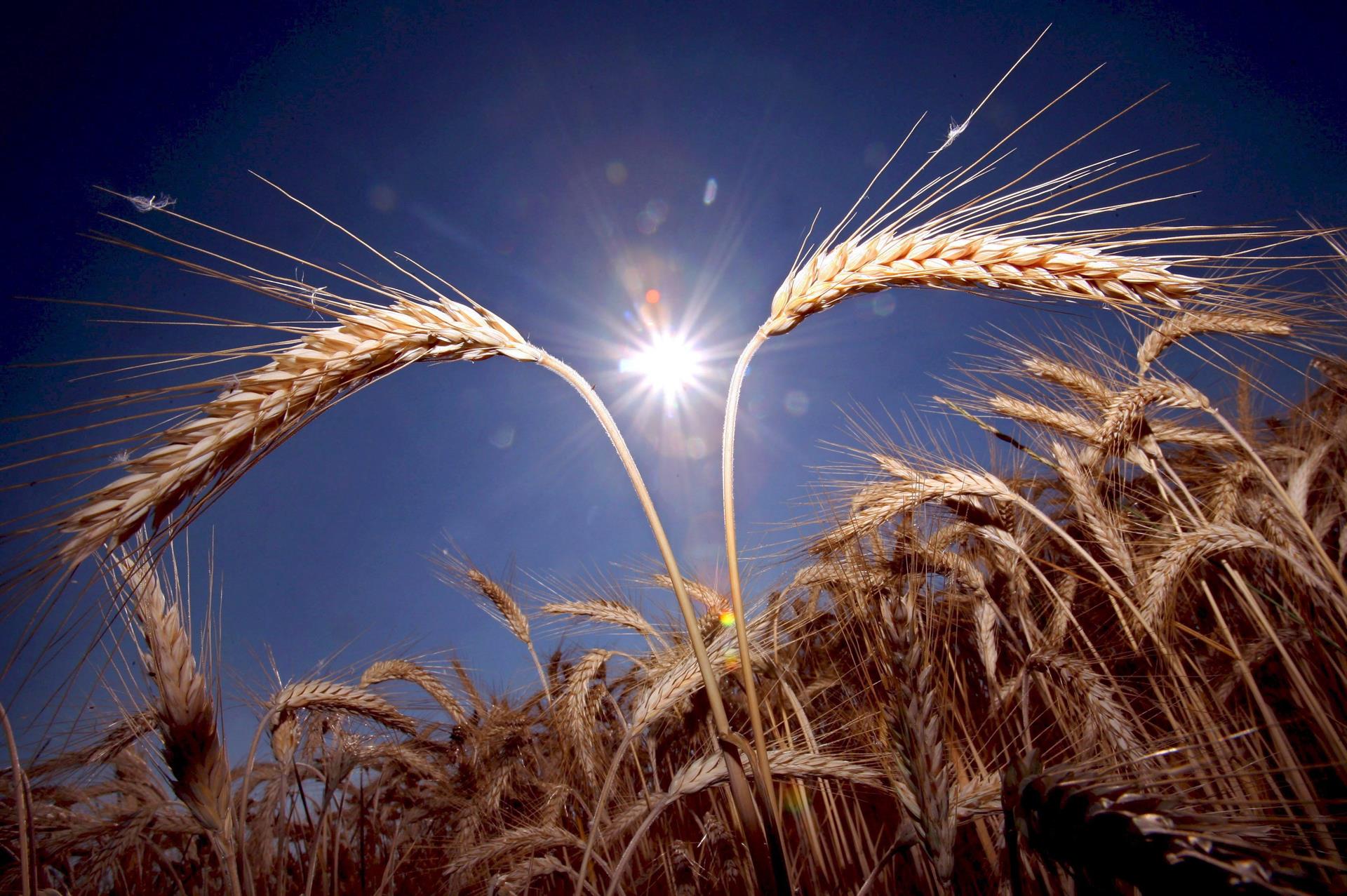 Auge en los precios de cereales alcanza niveles record en