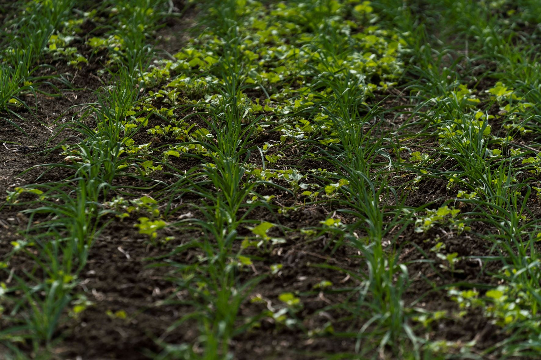 Aumento del 23 en la afiliacion al Sistema Especial Agrario