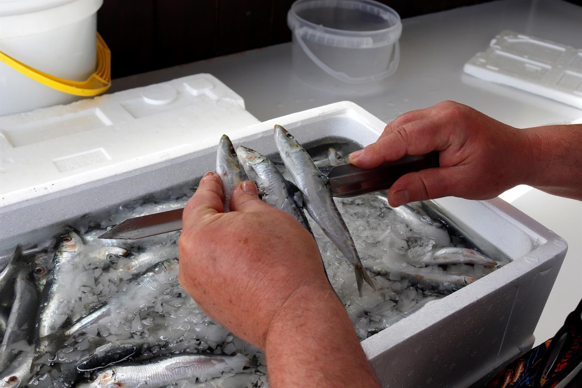 Arranca la temporada de pesca de sardina en el Cantábrico y noroeste: lo que debes saber para disfrutarla Aumento dispar en venta de sardinas por San Juan ante