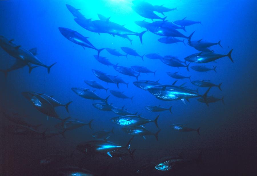 El cambio climatico impacta la distribucion de peces entre el