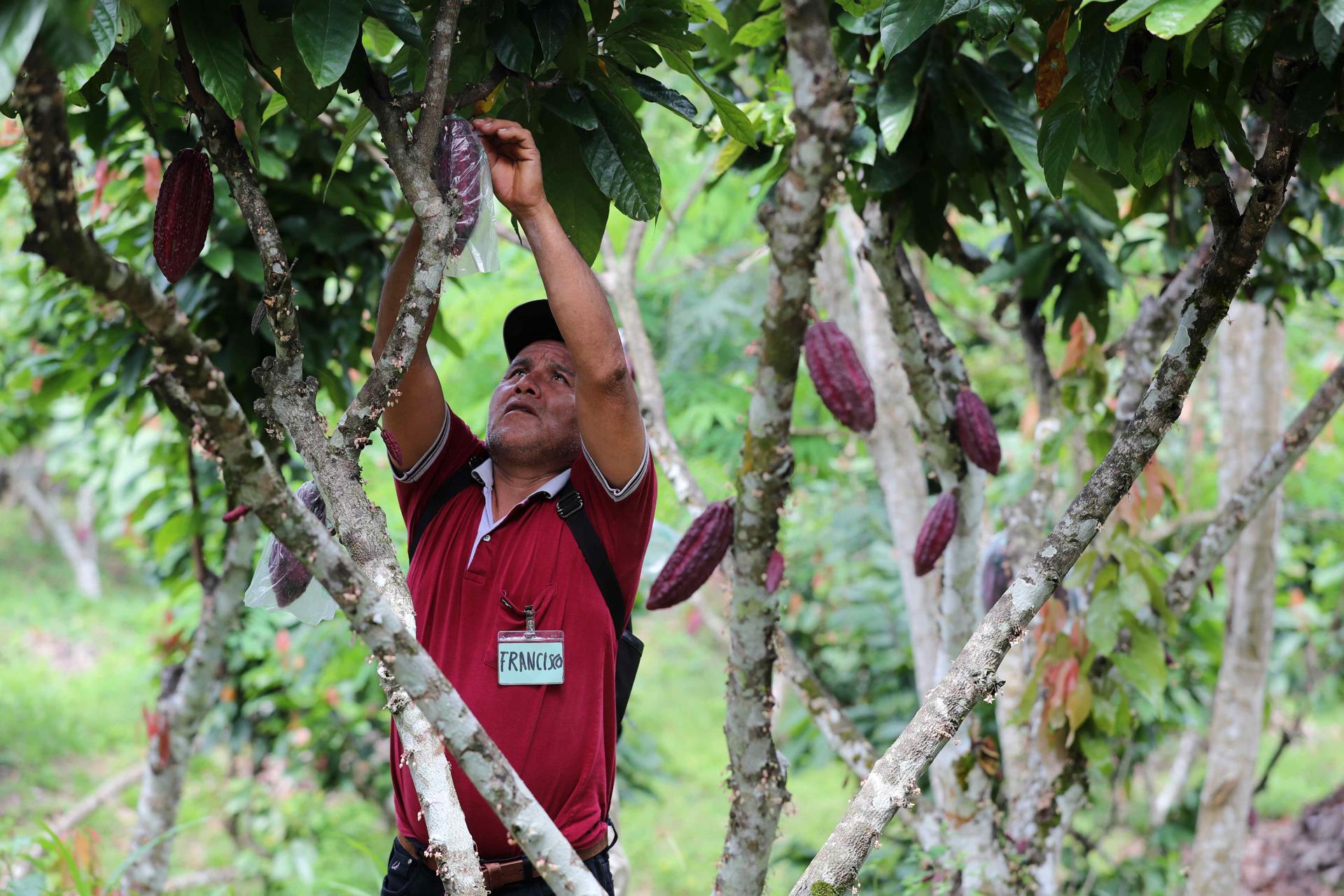 Peru promueve produccion sostenible de cafe y cacao sin deforestar