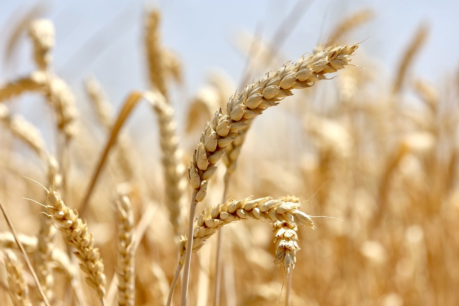 Prevision de cosecha abundante de cereales en Espana pese a