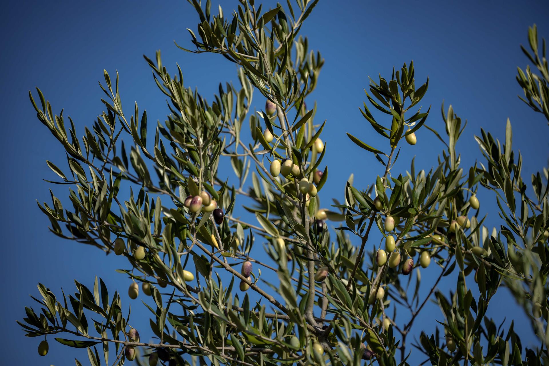 Como la educacion turistica puede prevenir la importacion de Xylella
