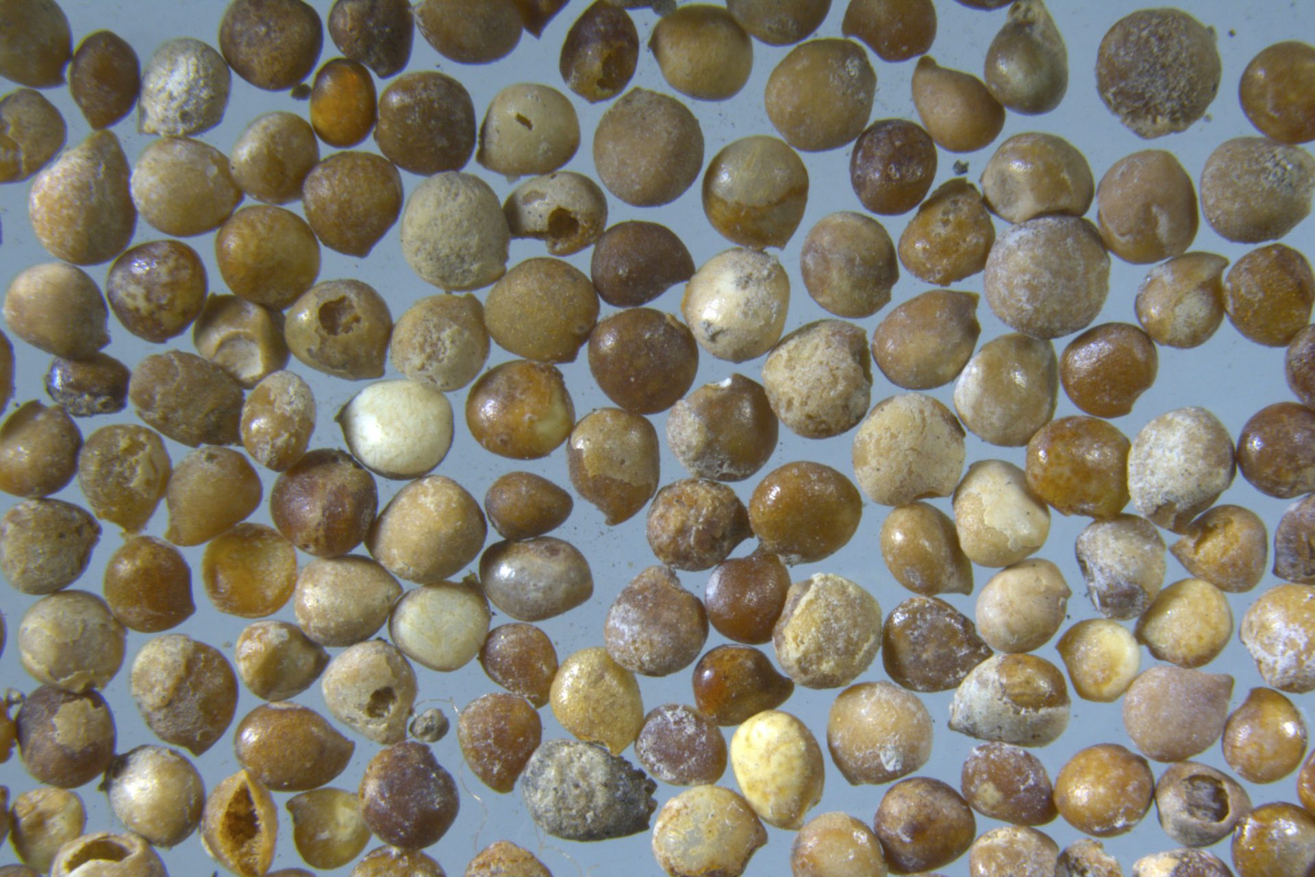 Descubriendo la Edad Media la llegada de los citricos y