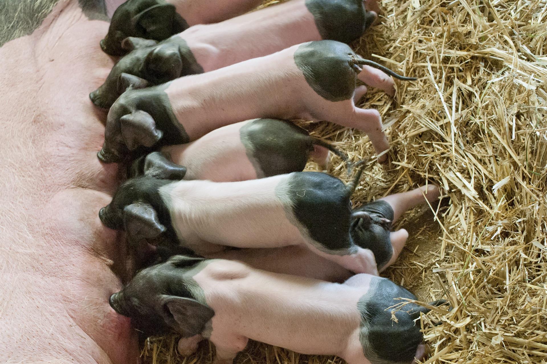 Estiman que la adaptacion del sector porcino a las normas