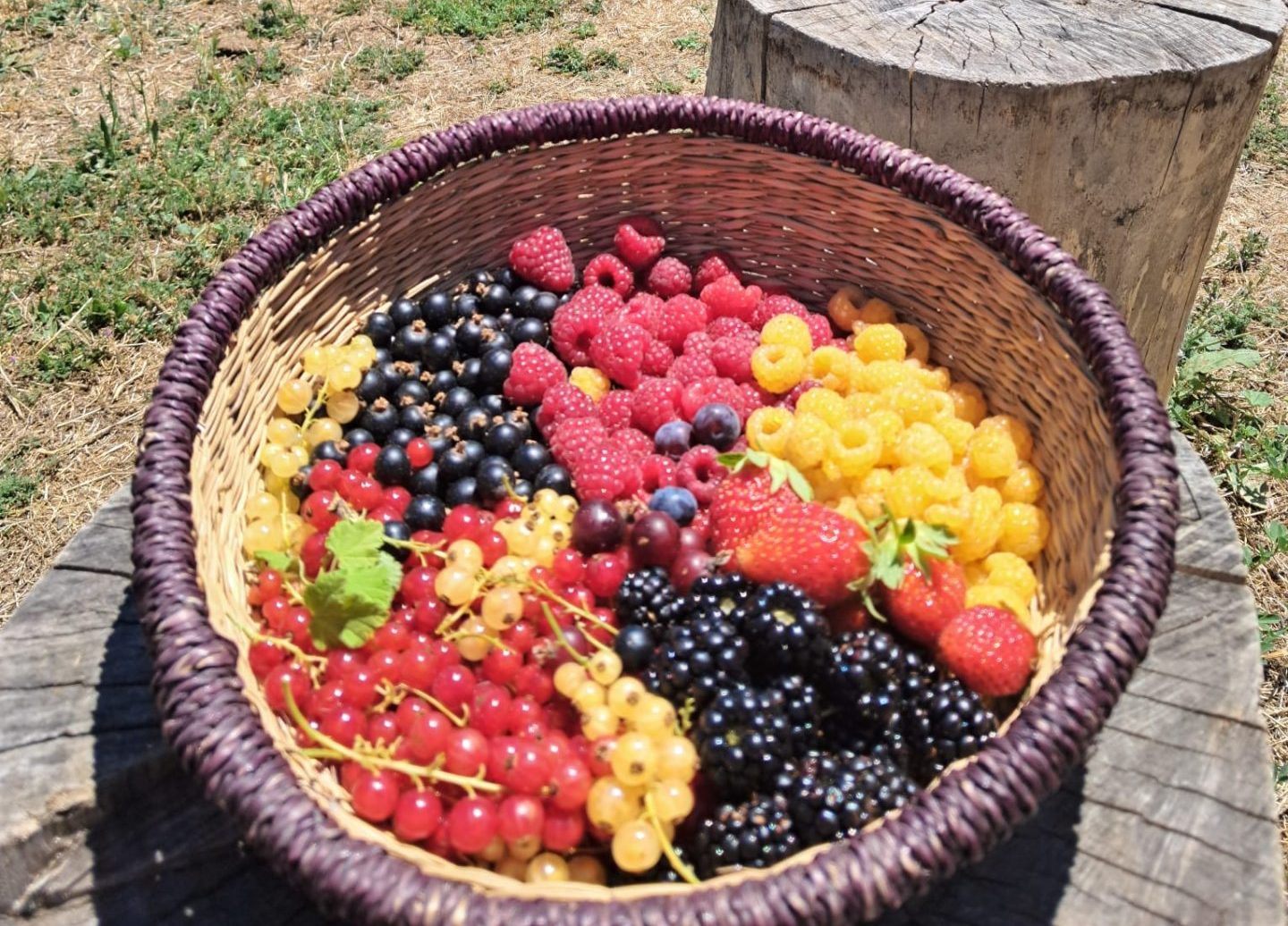 Explora el agroturismo recogiendo cerezas en el Jerte y frutos