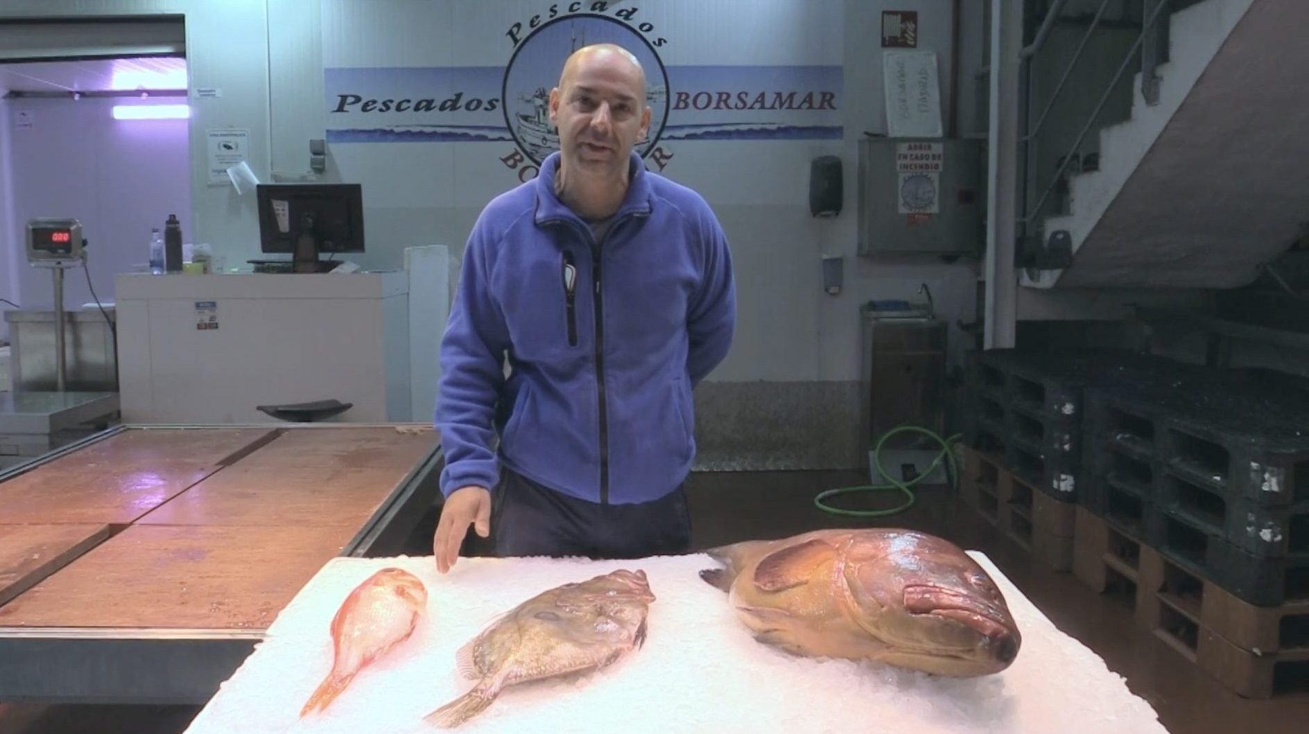 Explorando los pescados mas desconocidos Alfonsinos meros amarillos y gallos