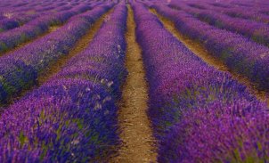 Gusanos amenazan cosecha de lavanda en Espana alarmas por posible