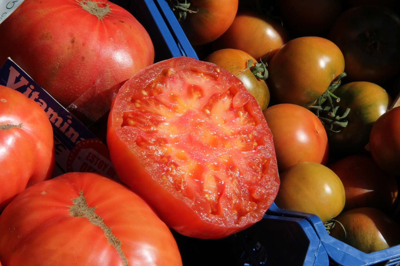 Increible calidad de la campana de tomates en Extremadura destaca