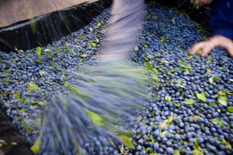 Premio Mejor Bebida Espirituosa ex aequo para Pacharan Besaraba y