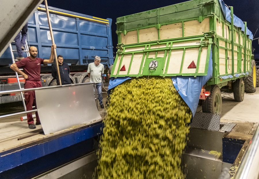 Avanza la vendimia en Rioja con pronosticos de una cosecha