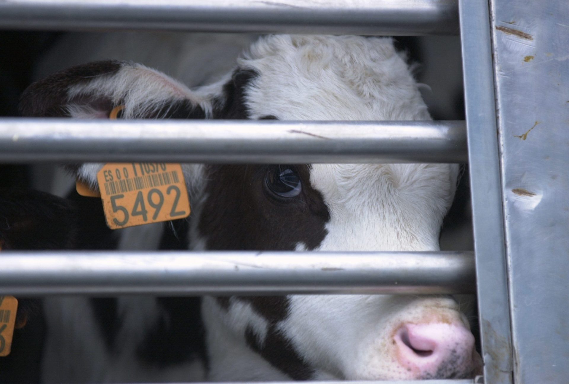 CESE senala riesgo de cierre de granjas por nueva regulacion