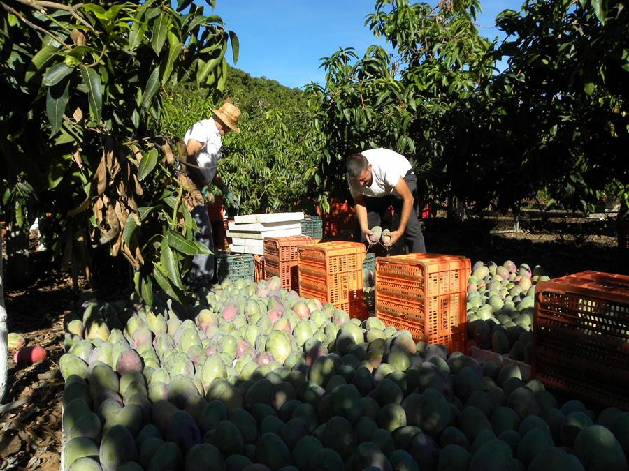 Cosecha de fruta tropical en Espana amenazada por segundo ano
