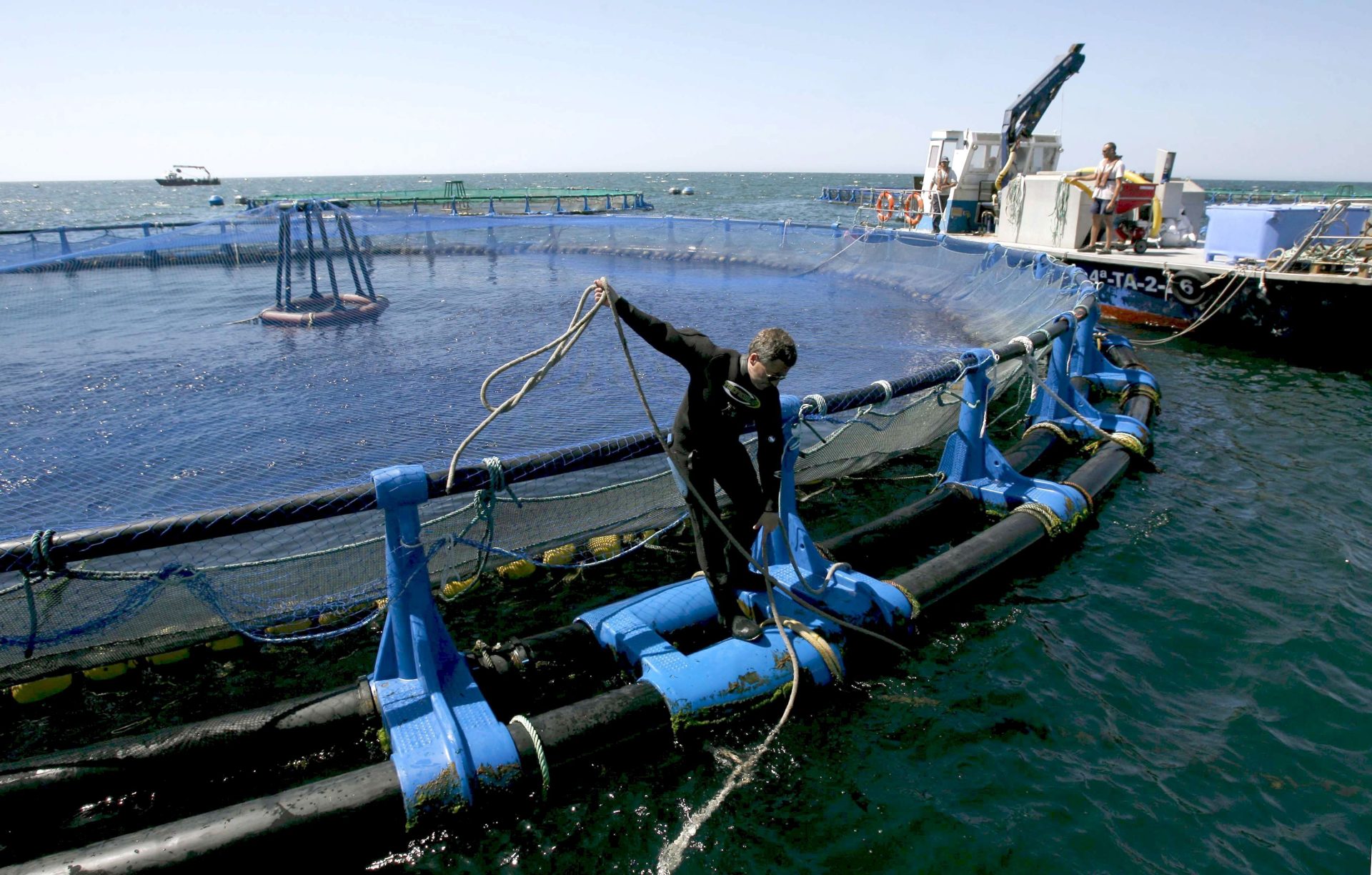 Crucial papel del pienso para peces en la rentabilidad del