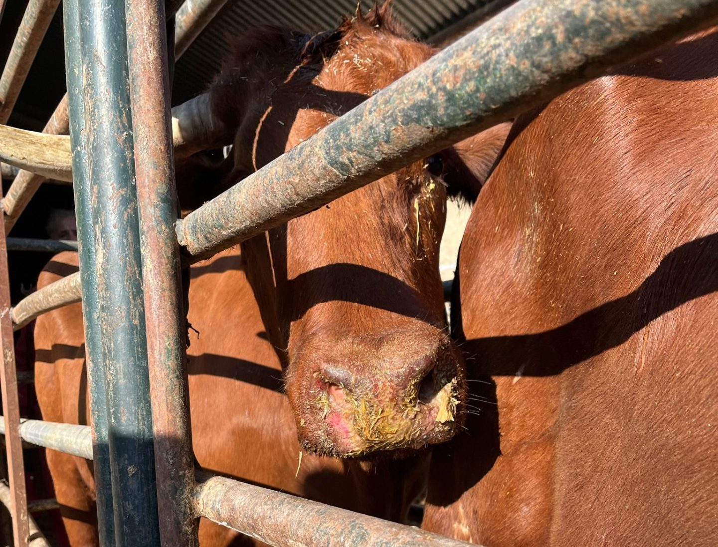 El norte enfrenta el aumento de infecciones de enfermedad hemorragica