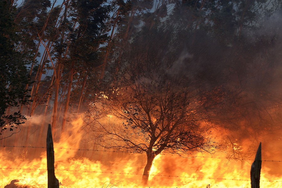 Incendios forestales de este ano han quemado hasta ahora solo