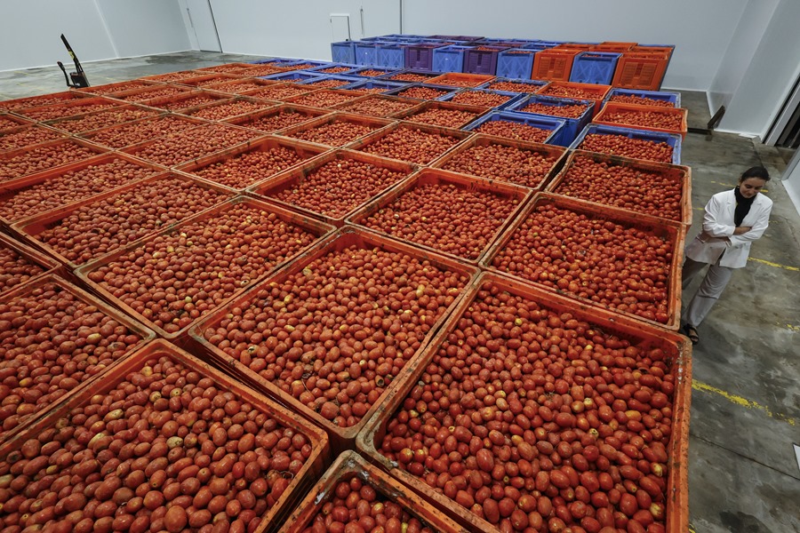 Miles de tomates maduros y blanditos listos para la aclamada