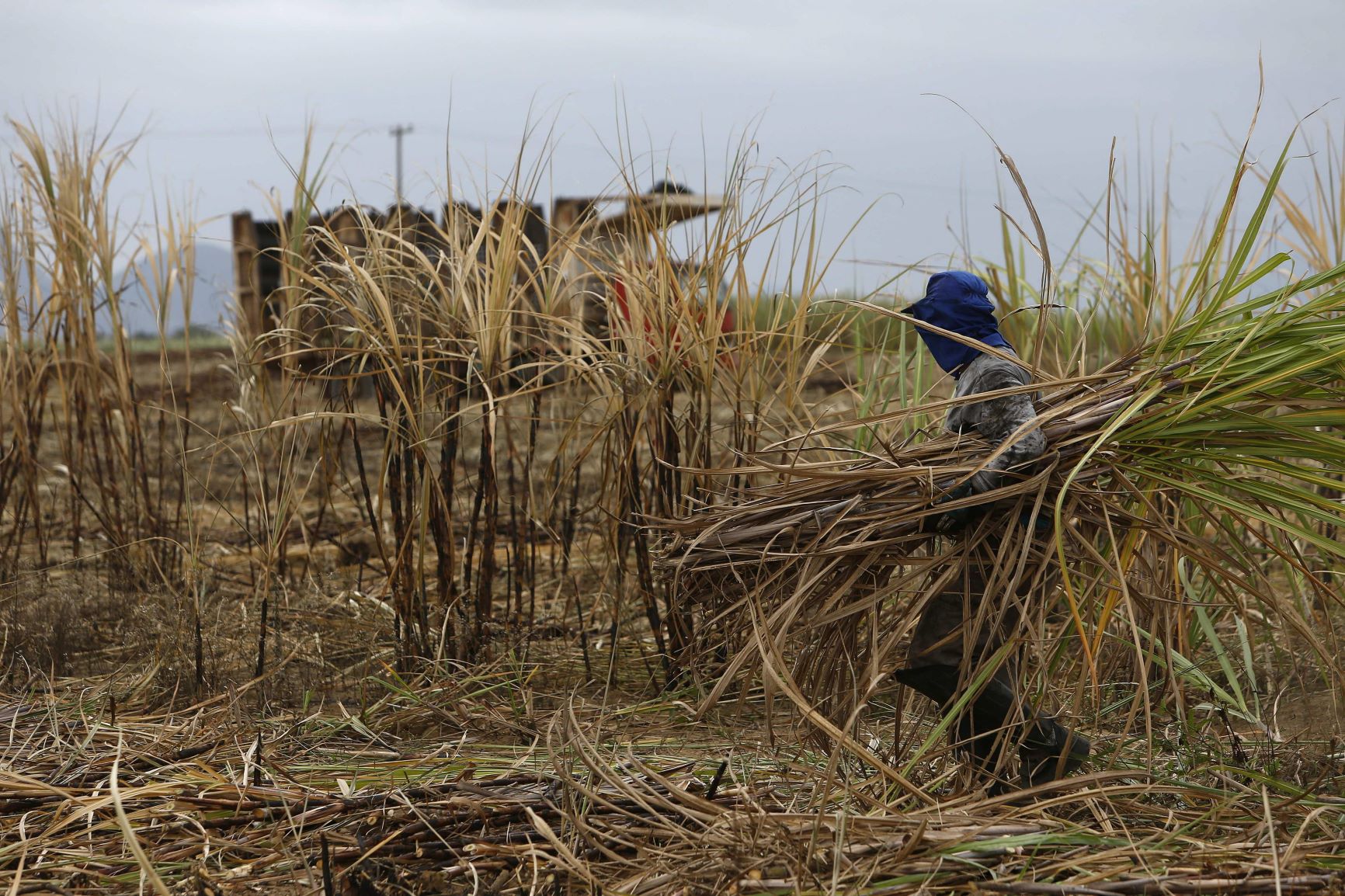 Prediccion de disminucion del 33 en la cosecha de cana
