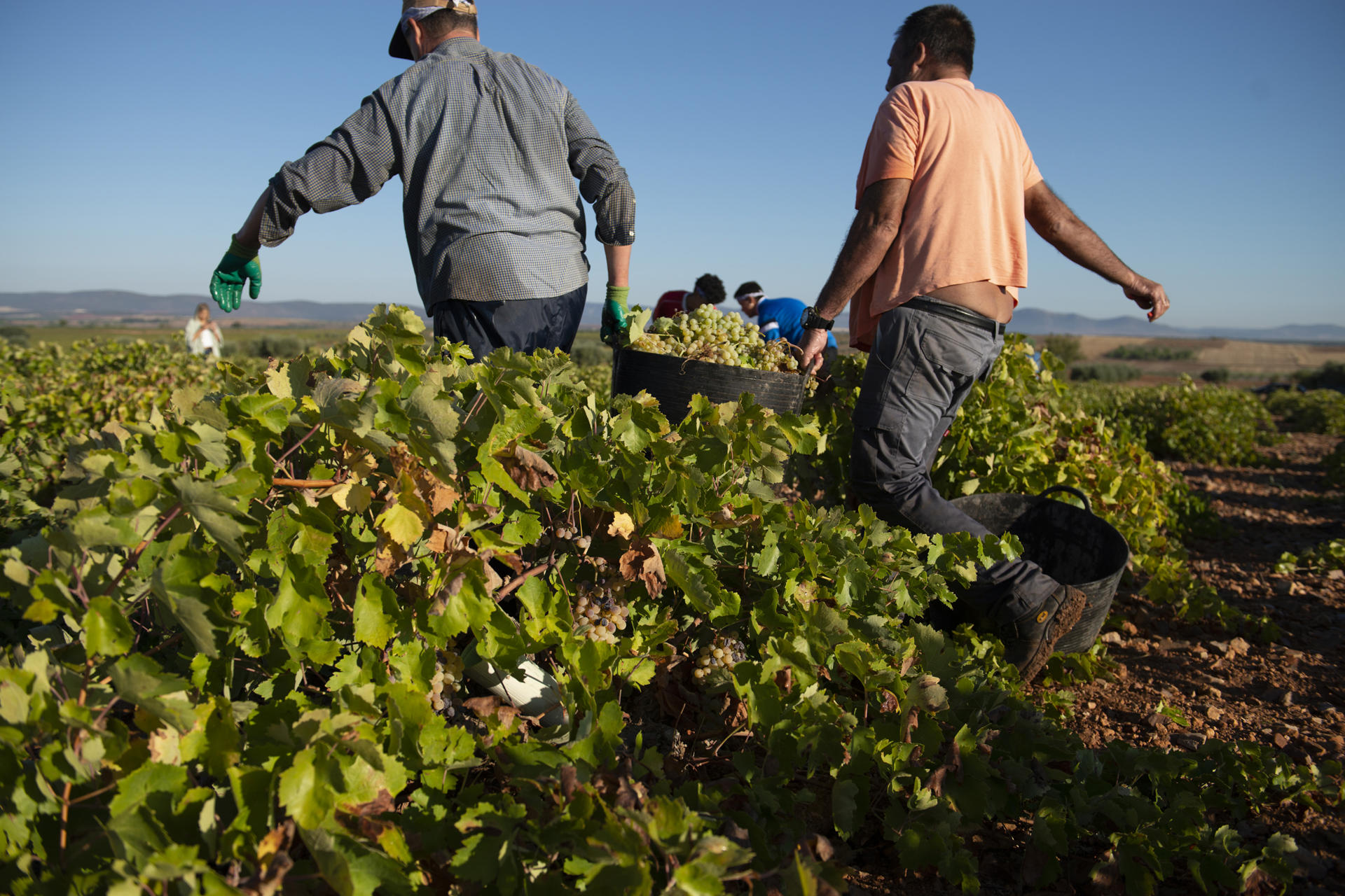 Productores mantienen cautela ante la vendimia a pesar del buen