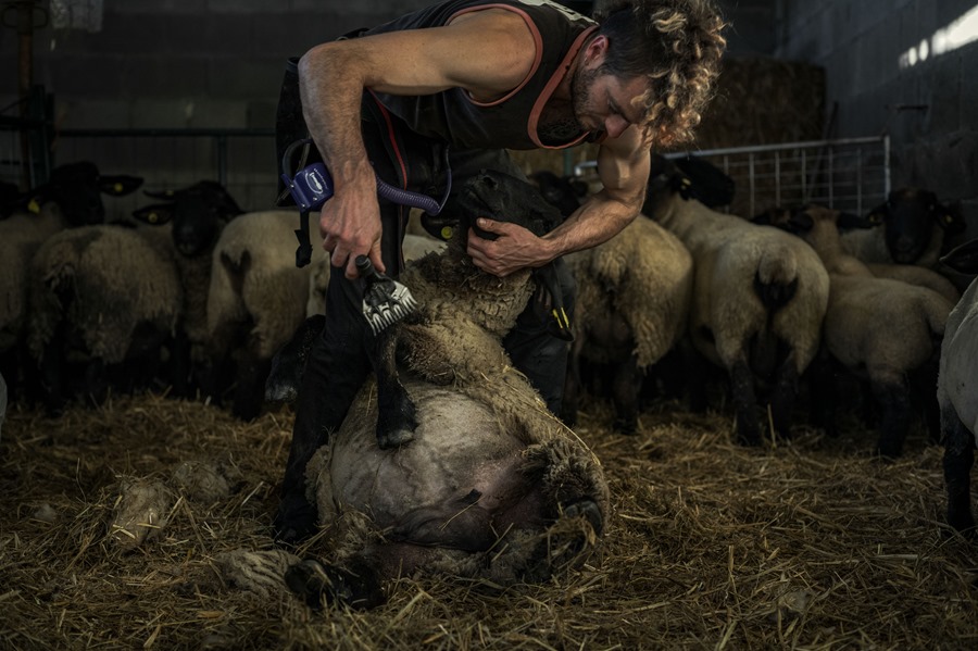 Revitalizacion rural gracias al oficio punk de esquilar ovejas