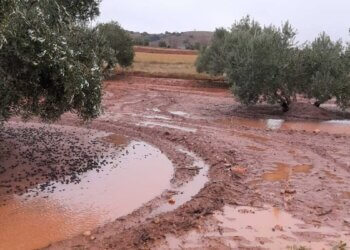 Adiós al derroche de agua en el olivar