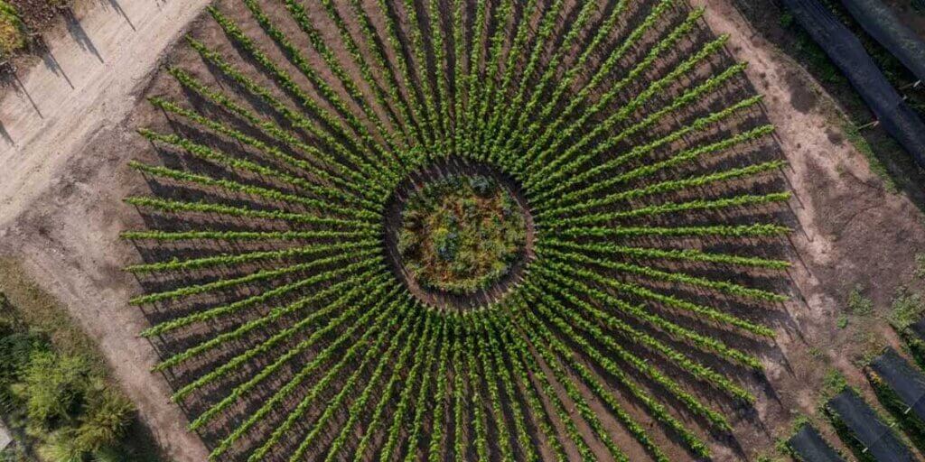 El viñedo solar que está revolucionando la lucha contra el cambio climático viñedo solar