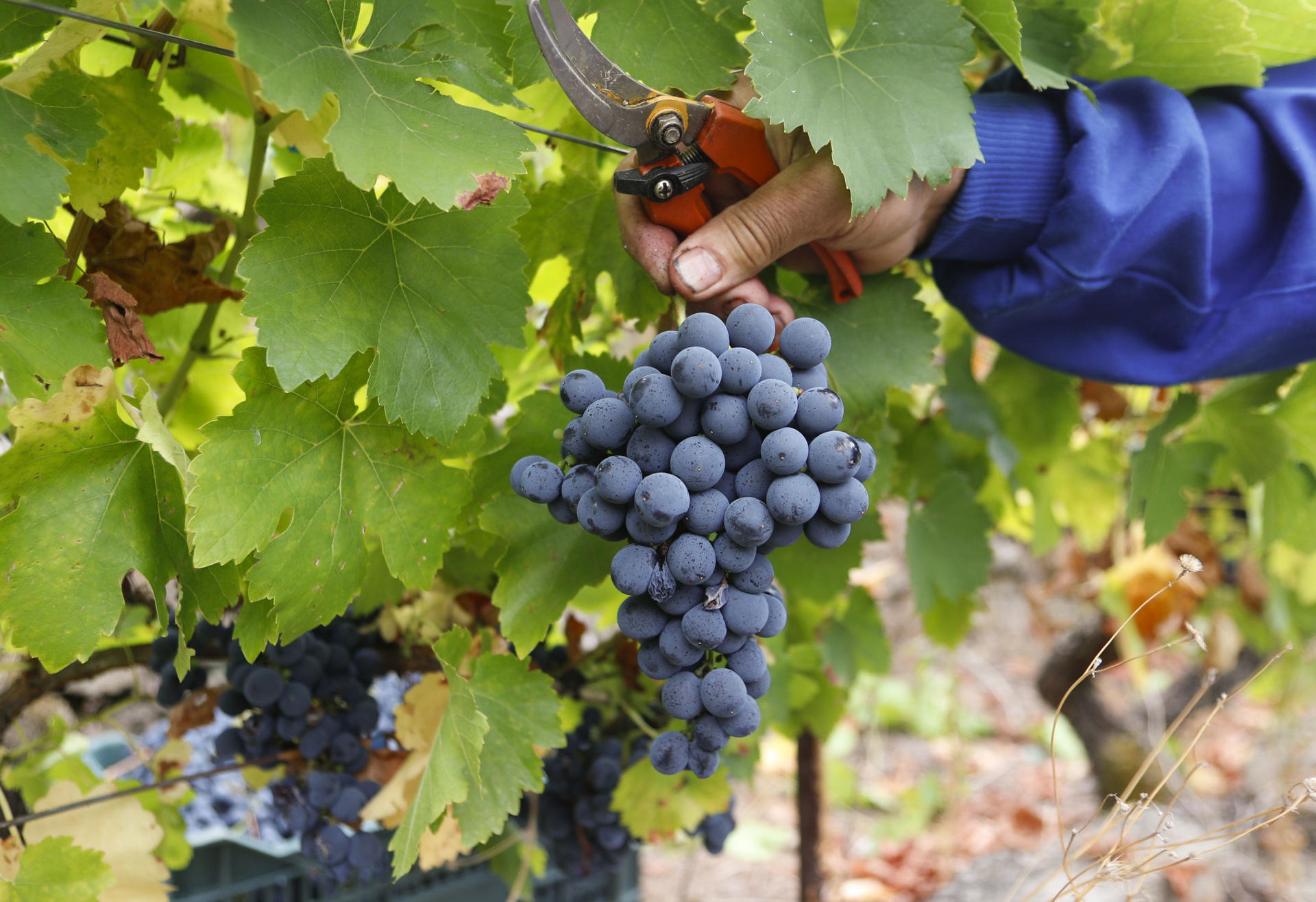 1726812201 Buena calidad de uva marca el fin de la vendimia