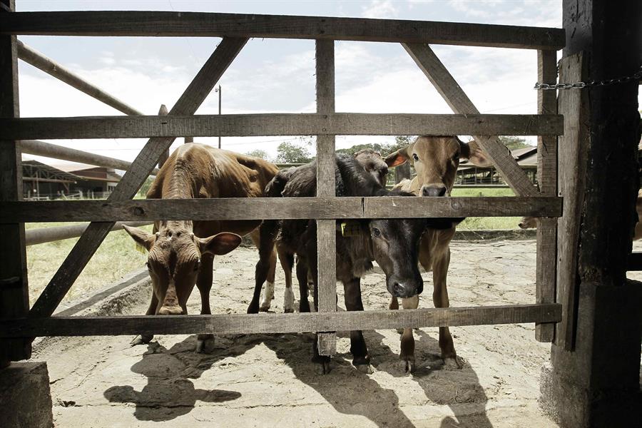Descubren IA que traduce el lenguaje de los animales en
