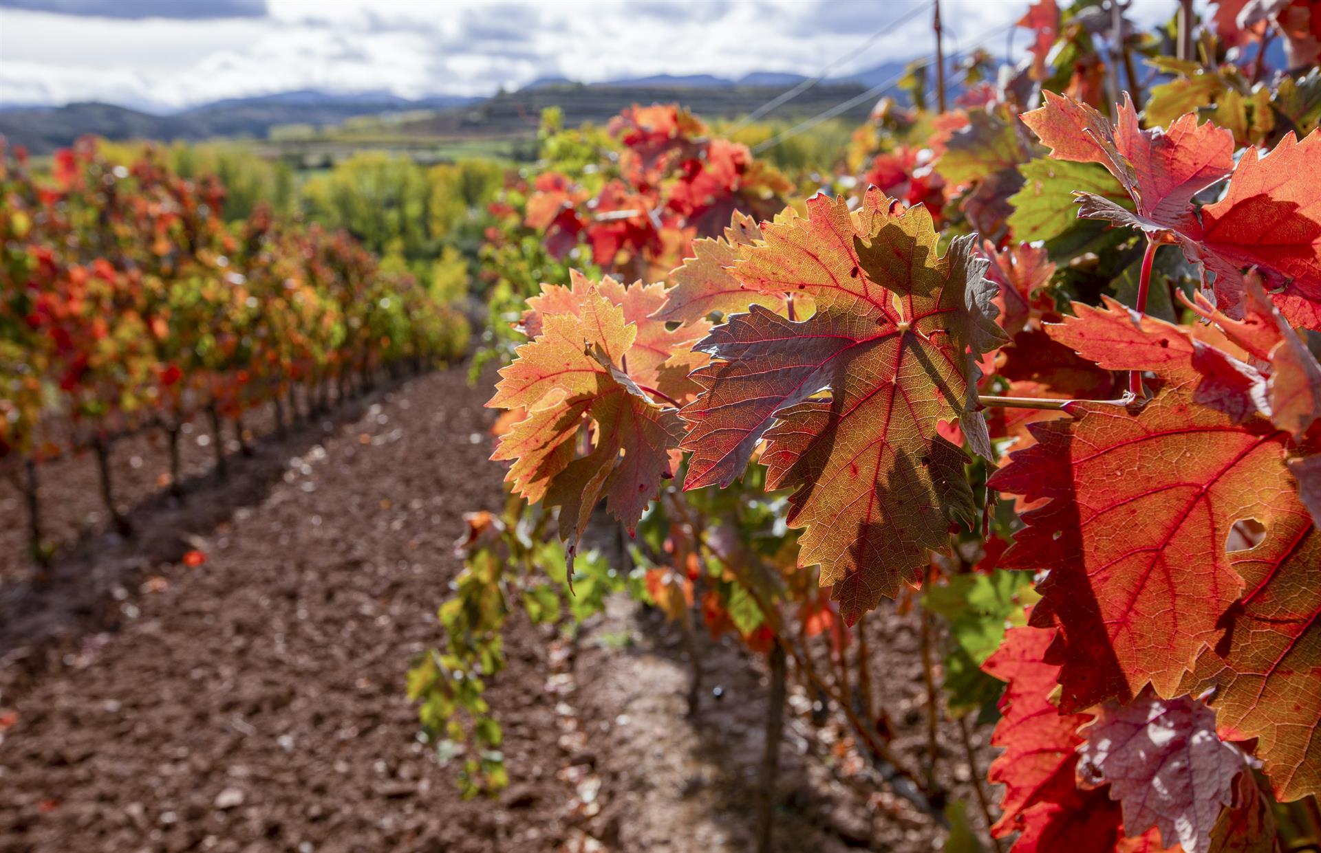 La CE propone modernizar el sector vinicola en respuesta al
