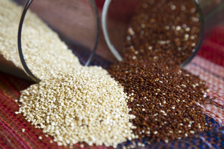 Quinua peruana lidera la produccion y exportacion global en un