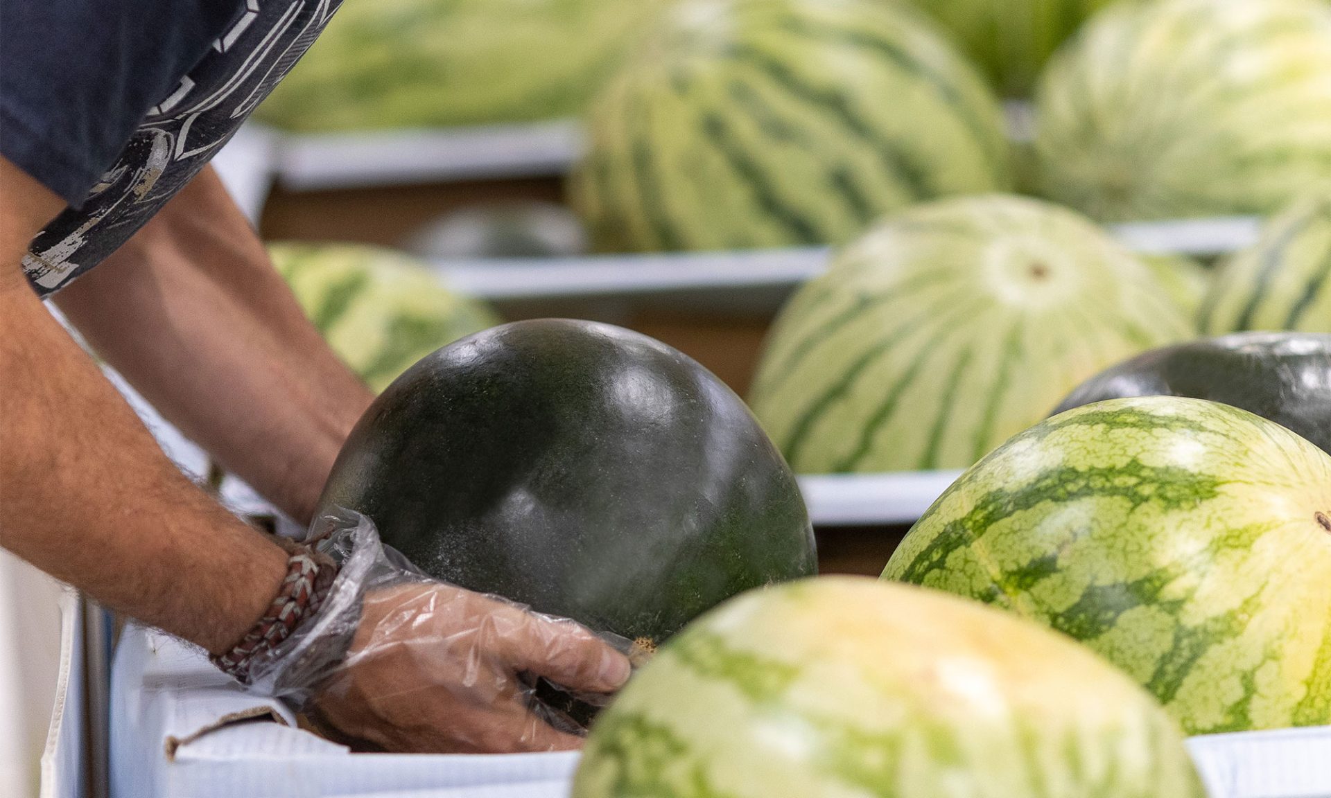 Record de ventas de melon y sandia marca el fin