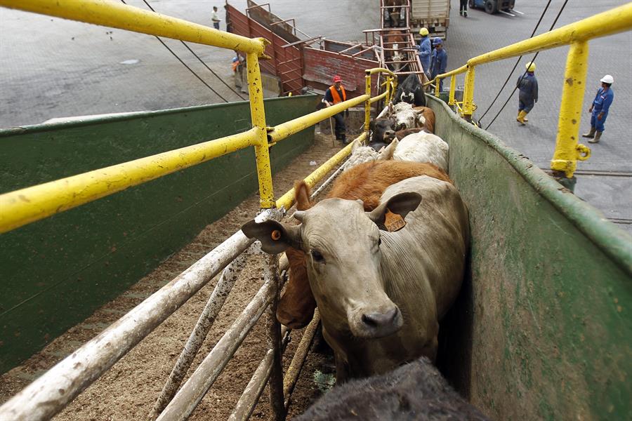 Suspendida la feria ganadera de Zafra por un brote de