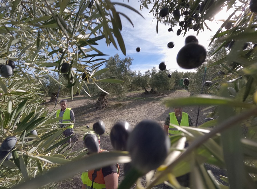 Clima y condiciones de mercado dictan el precio del aceite