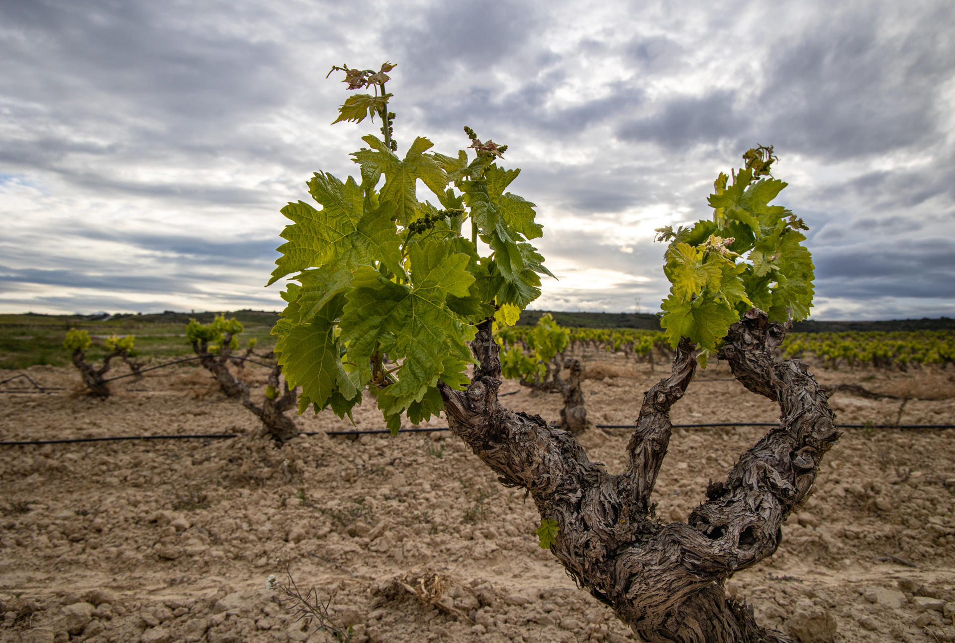 Debate sobre como manejar la crisis del mercado del vino