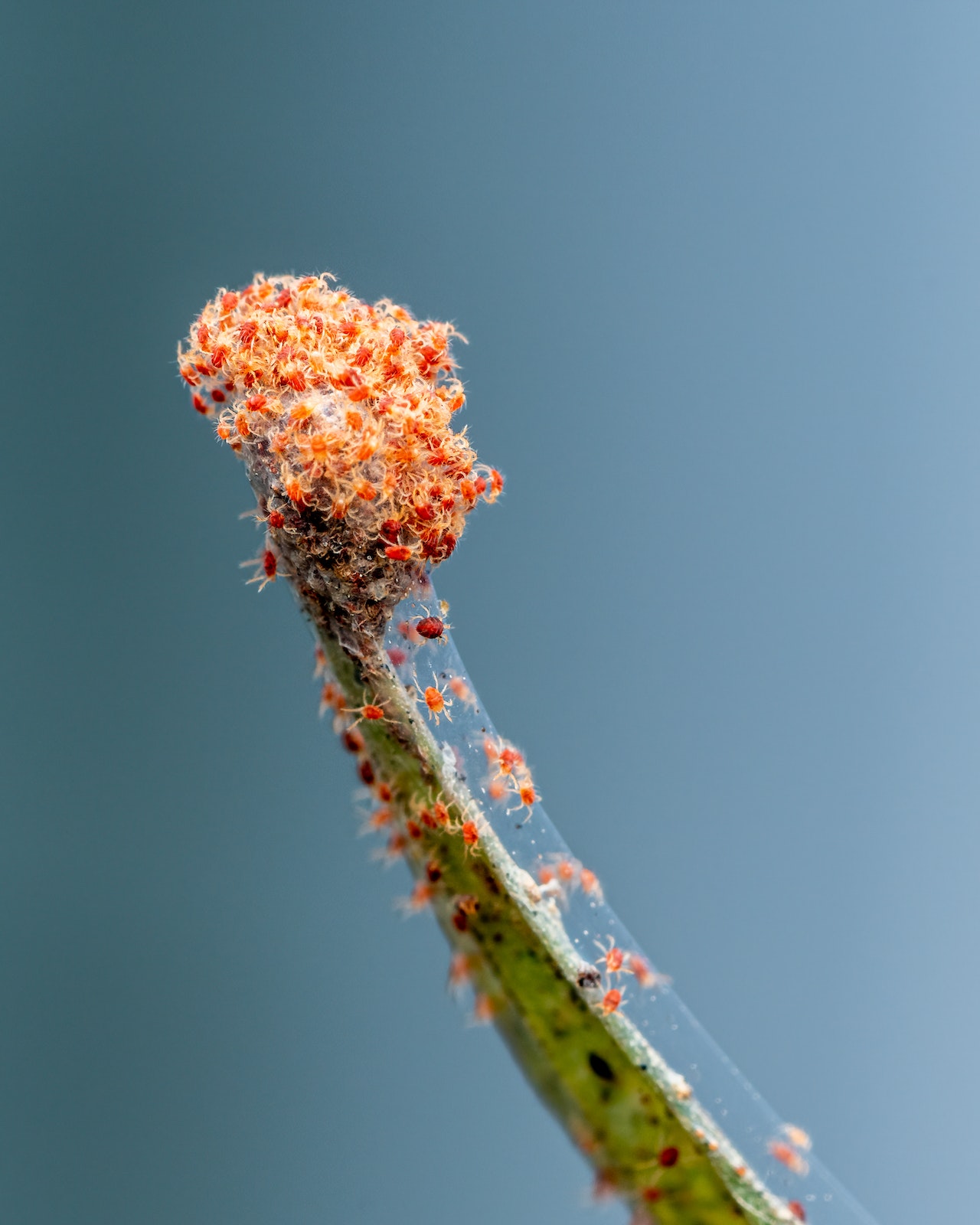 Investigadores crean plaguicidas ecologicos innovadores para combatir la arana roja