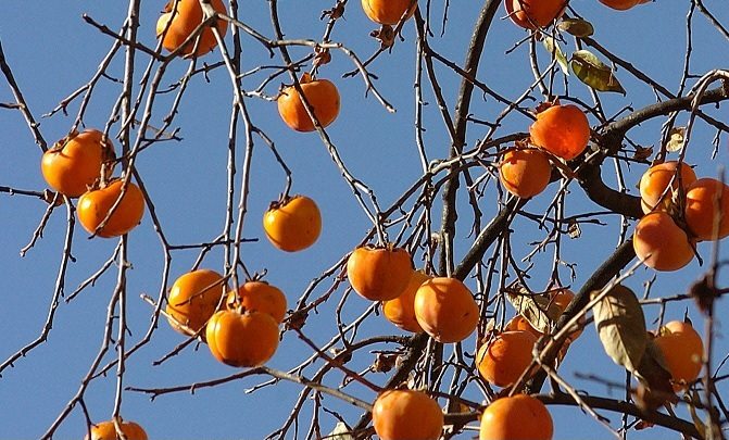 Mercadona planea aumentar la compra de caqui Persimon de Valencia