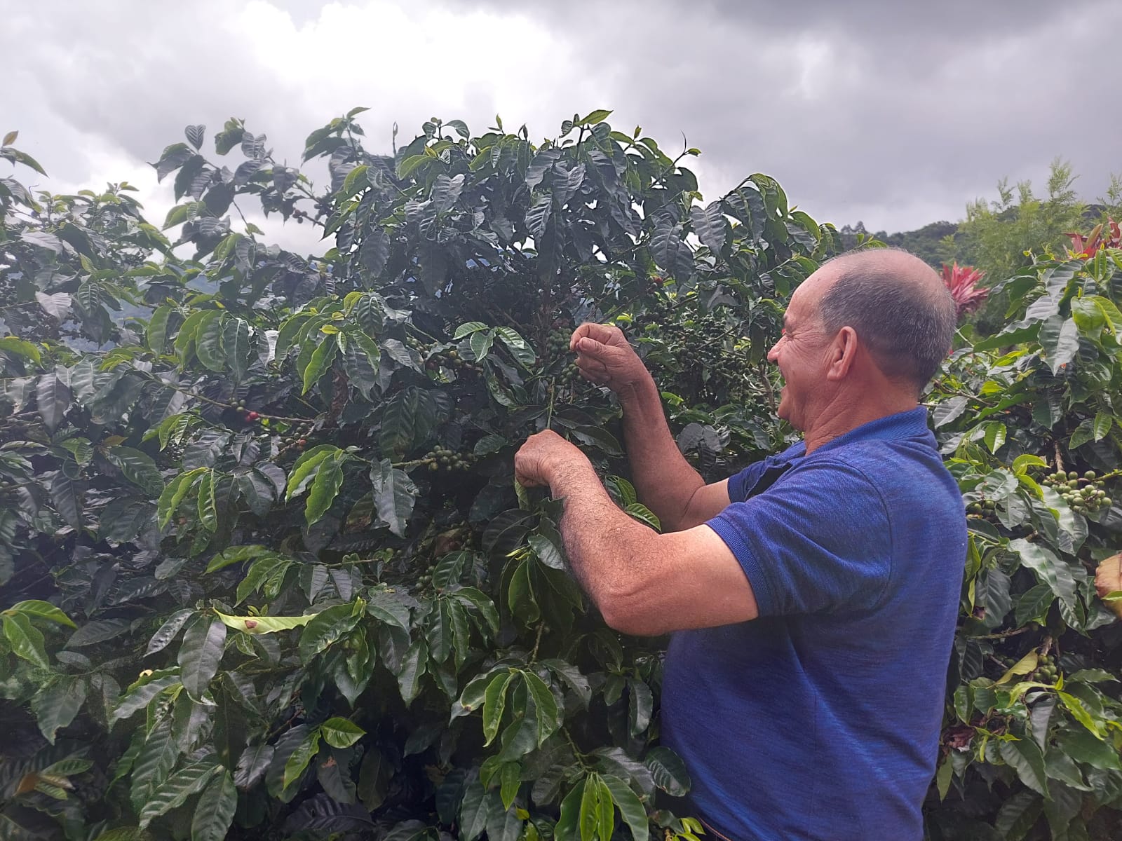 Todo lo que necesitas saber sobre el café de Costa Rica - Agriculteca
