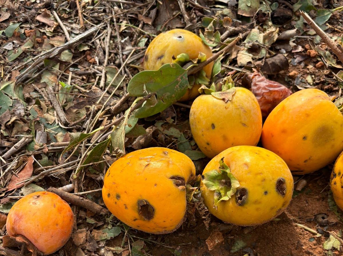 Agroseguro activa indemnizaciones por 13,2 millones tras la dana en el campo