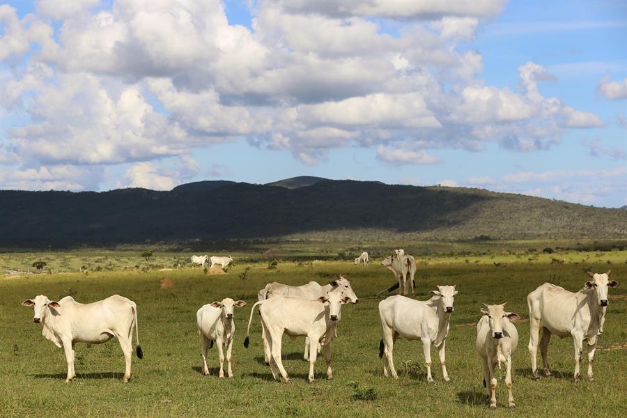 Ganaderos brasileños buscan apoyo de la UE contra el proteccionismo francés
