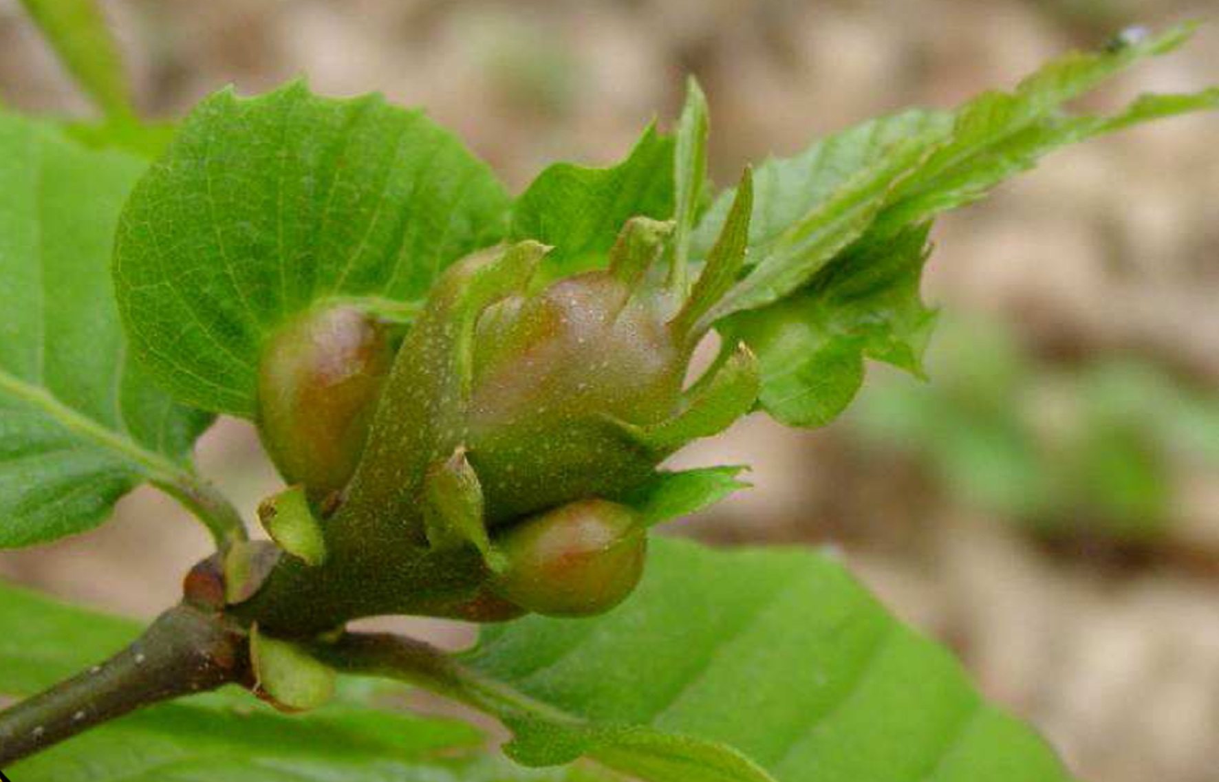 Insectos nativos como armas biológicas contra la avispilla china del castaño