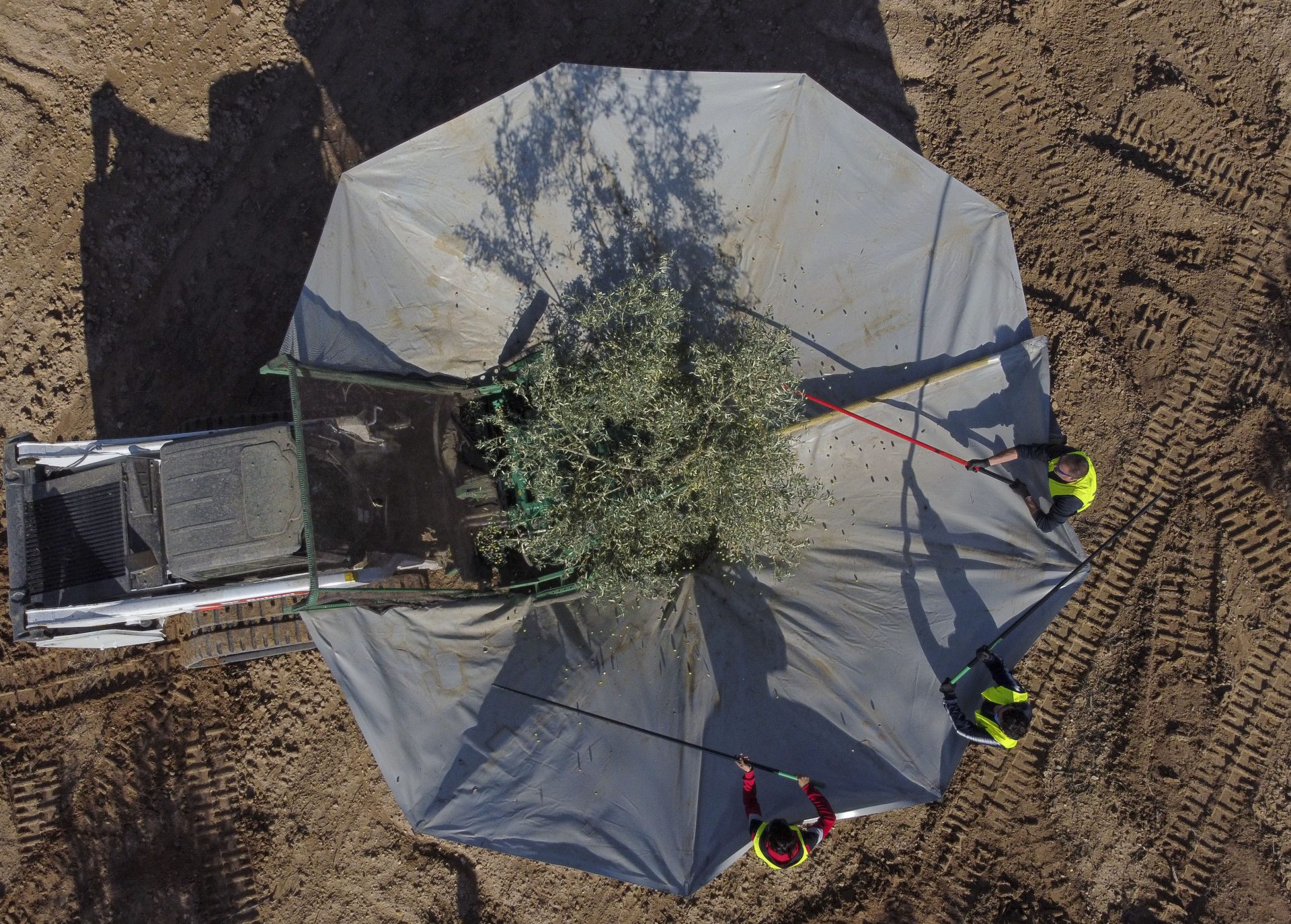 La transformación del olivar en Jaén: del tradicional al innovador en tiempos de cambio