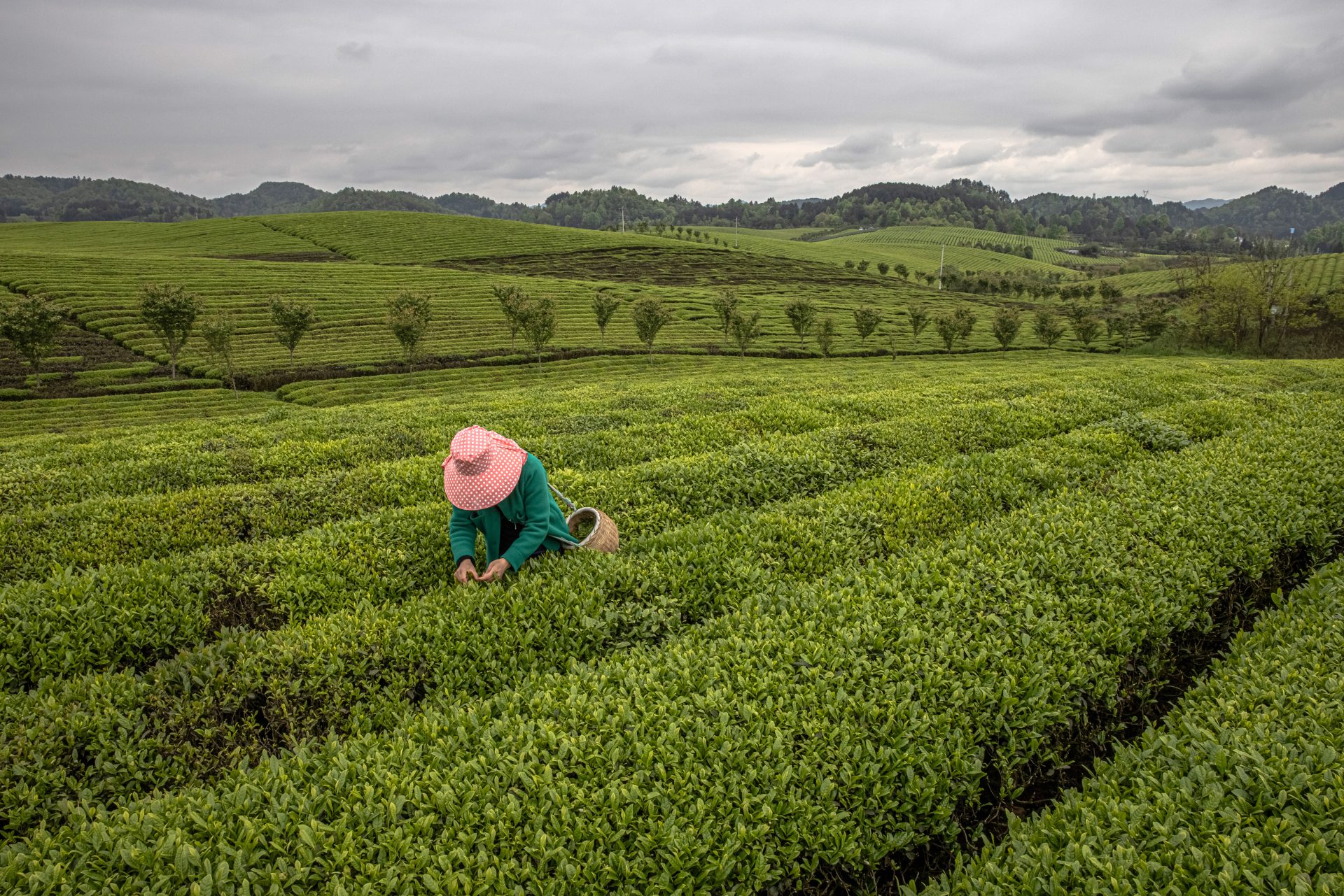 El viaje del té en China: tradición milenaria en la era moderna