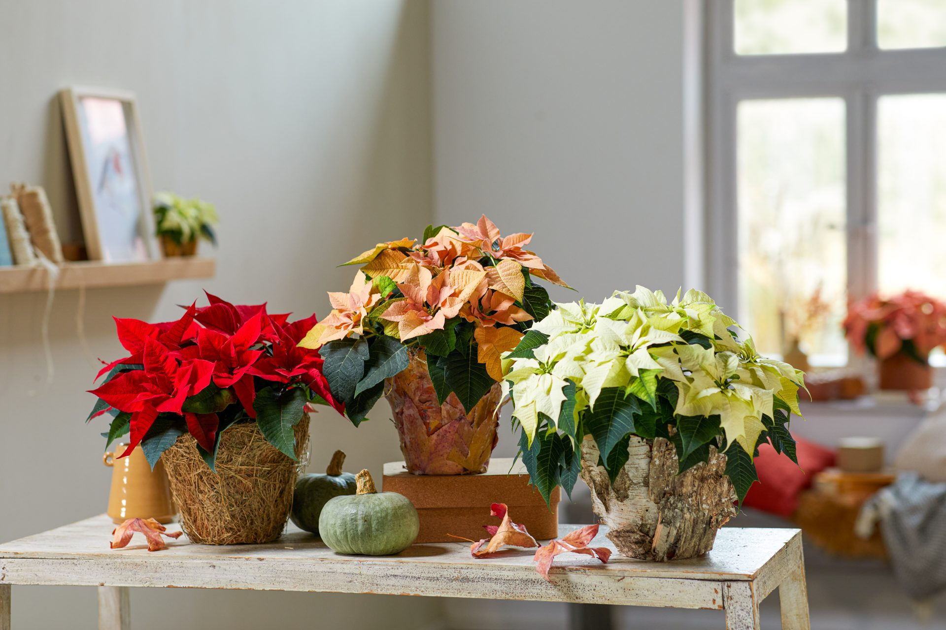 España cultiva 10 millones de poinsettias para iluminar la Navidad