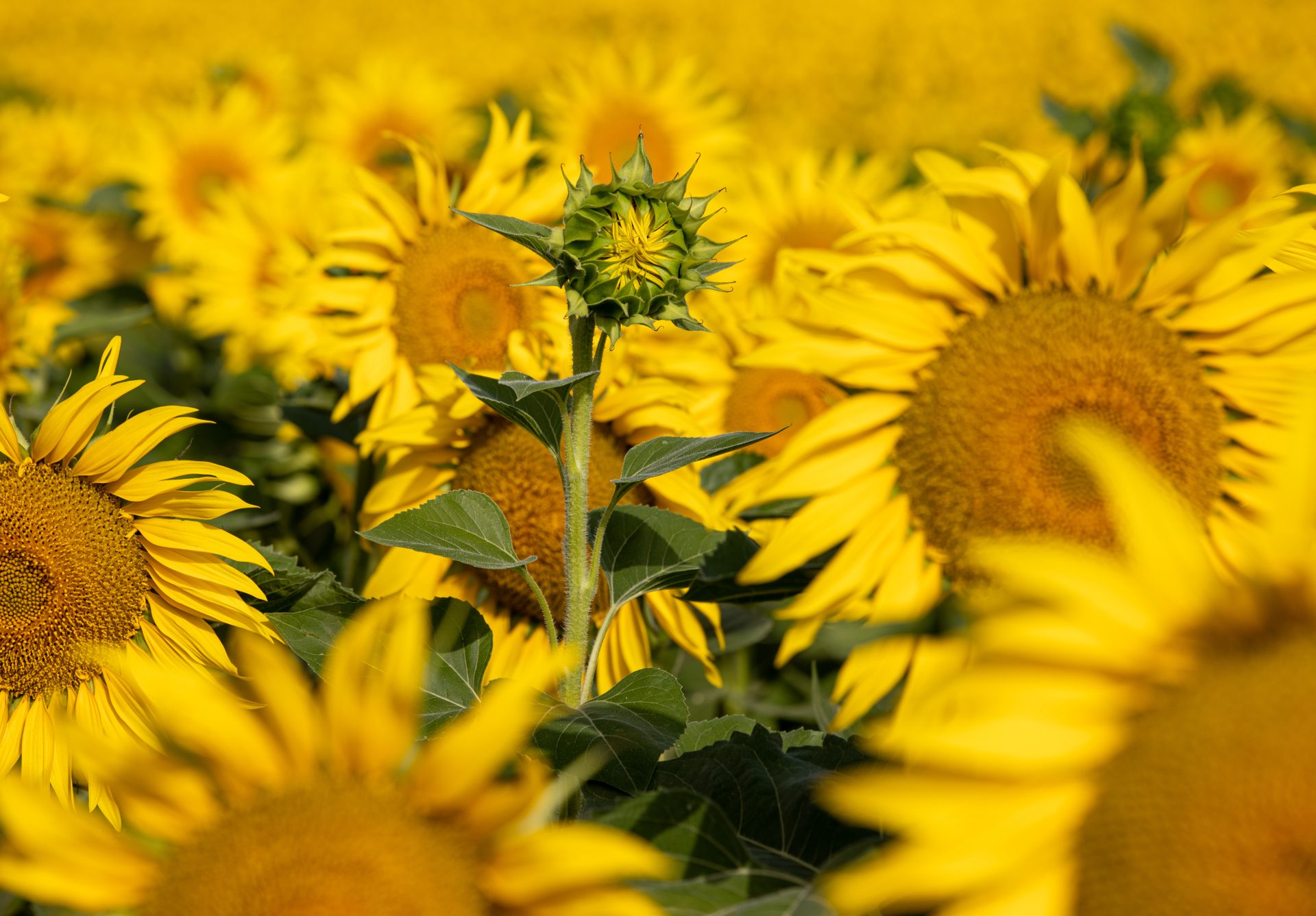 Girasol: precios en ascenso y producción española por debajo de lo previsto