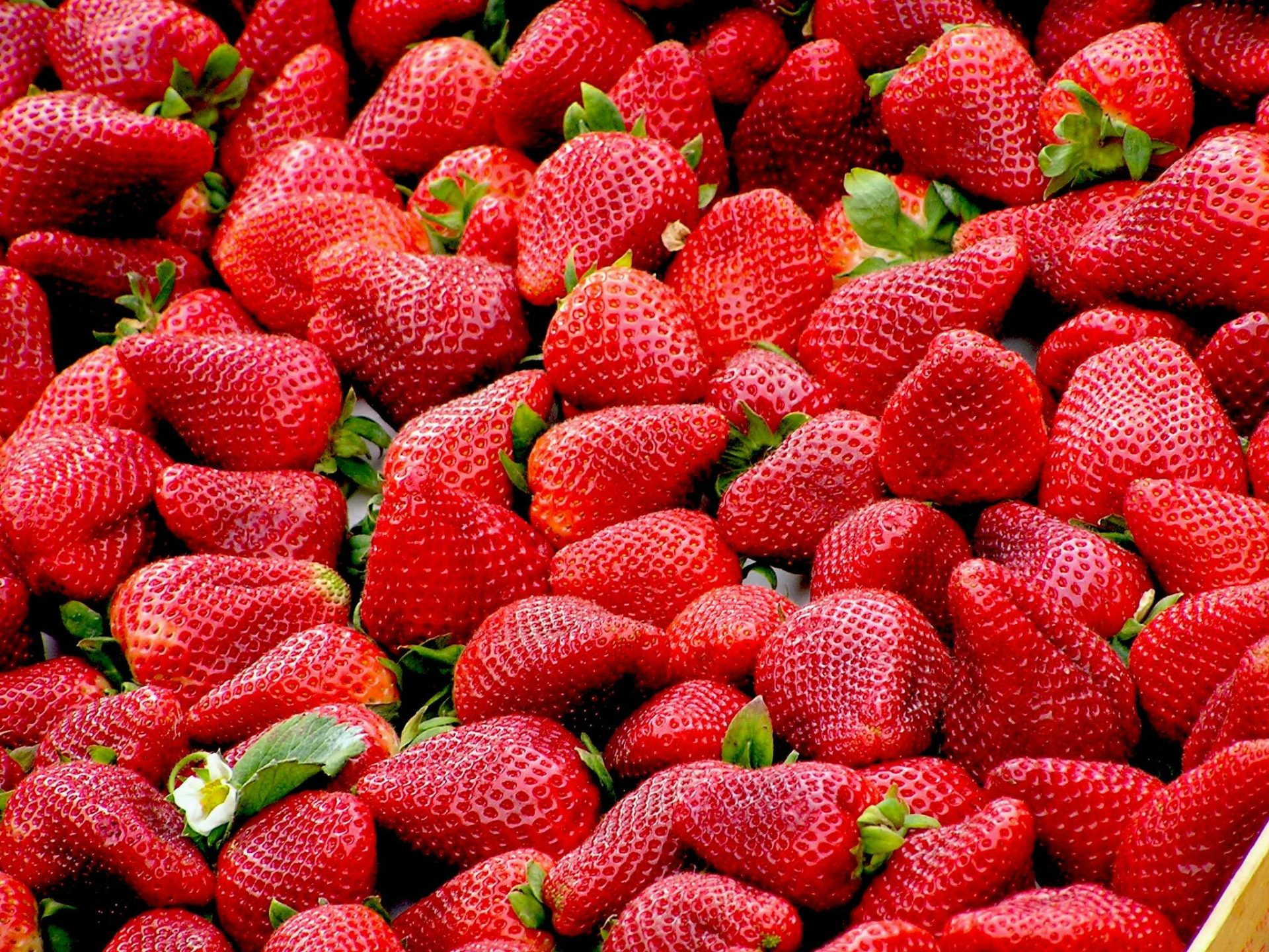 Nuevo avance en investigación: fresas un 50% más firmes para el mercado global