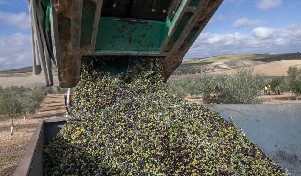 Renta agraria en España: un crecimiento sorprendente del 14,2 % en 2024
